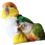 birds