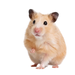 small MAMMLAS