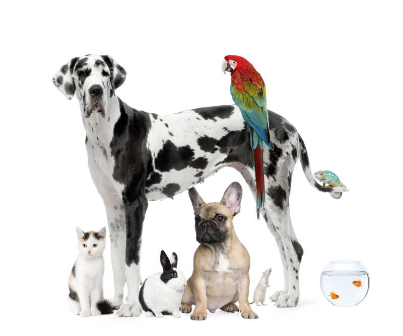 about scientific pet care