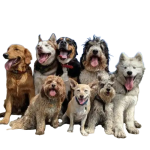 dogs